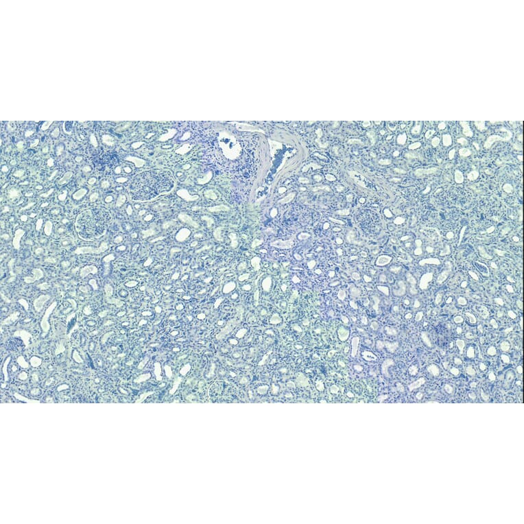 Immunohistochemistry - Anti-MRG15 Antibody (A83235) - Antibodies.com