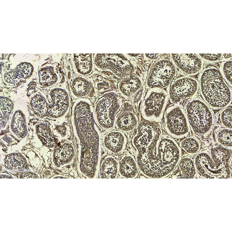 Immunohistochemistry - Anti-MRG15 Antibody (A83235) - Antibodies.com