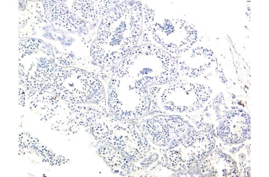 Immunohistochemistry - Anti-MRG15 Antibody (A83235) - Antibodies.com