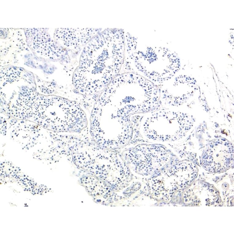 Immunohistochemistry - Anti-MRG15 Antibody (A83235) - Antibodies.com
