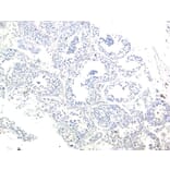 Immunohistochemistry - Anti-MRG15 Antibody (A83235) - Antibodies.com