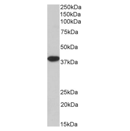 Western Blot - Anti-MORF4L1 Antibody (A83236) - Antibodies.com