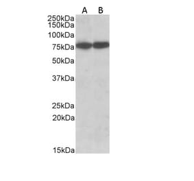 Western Blot - Anti-Hsc70 Antibody (A83237) - Antibodies.com