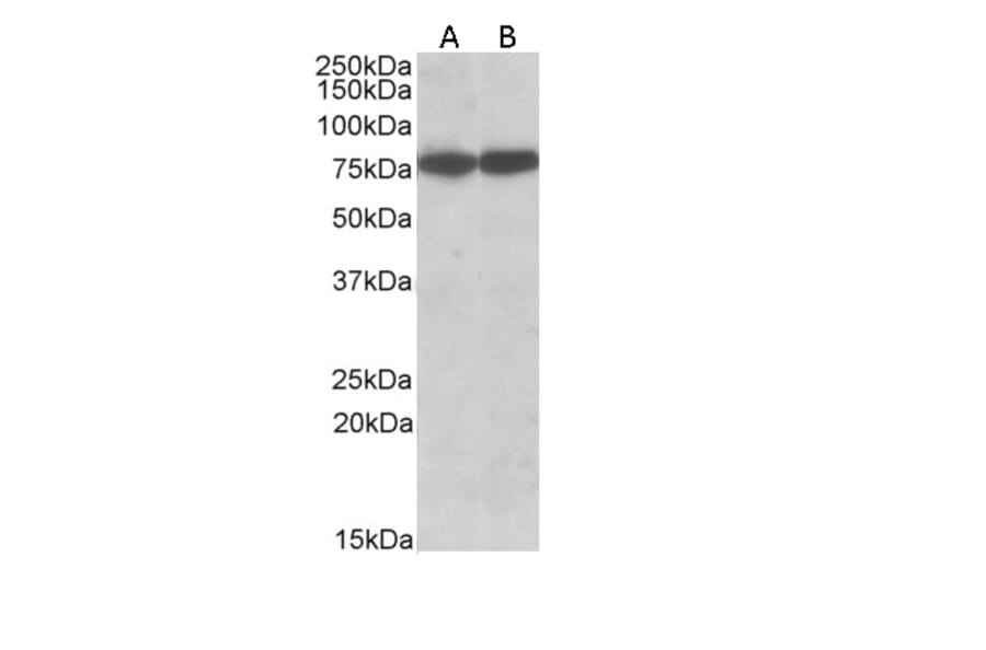 Western Blot - Anti-Hsc70 Antibody (A83237) - Antibodies.com