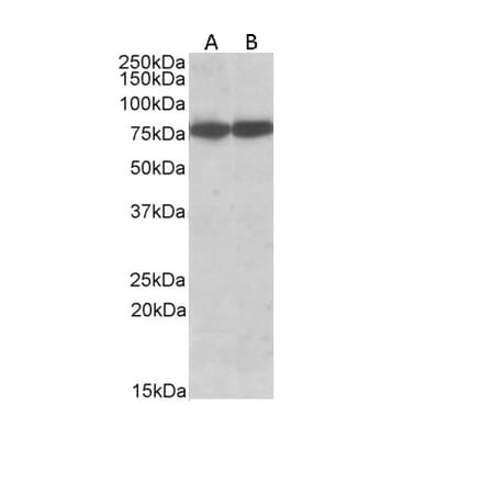 Western Blot - Anti-Hsc70 Antibody (A83237) - Antibodies.com