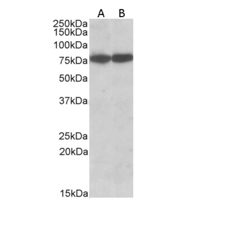 Western Blot - Anti-Hsc70 Antibody (A83237) - Antibodies.com