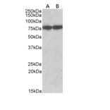 Western Blot - Anti-Hsc70 Antibody (A83237) - Antibodies.com