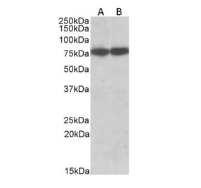 Western Blot - Anti-HSPA8 Antibody (A83237) - Antibodies.com