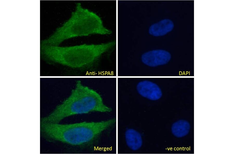 Immunofluorescence - Anti-Hsc70 Antibody (A83237) - Antibodies.com