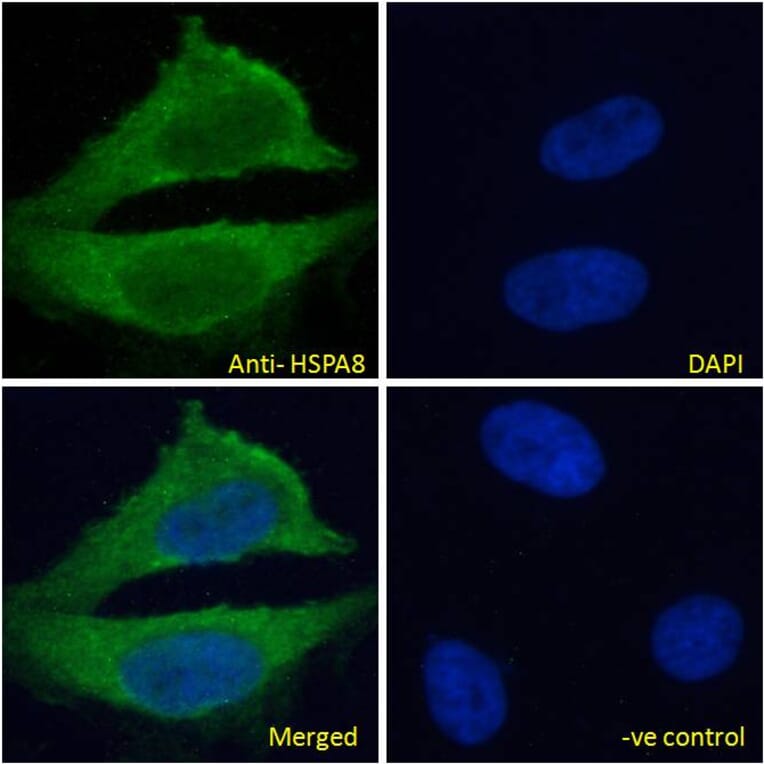 Immunofluorescence - Anti-Hsc70 Antibody (A83237) - Antibodies.com