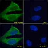 Immunofluorescence - Anti-Hsc70 Antibody (A83237) - Antibodies.com