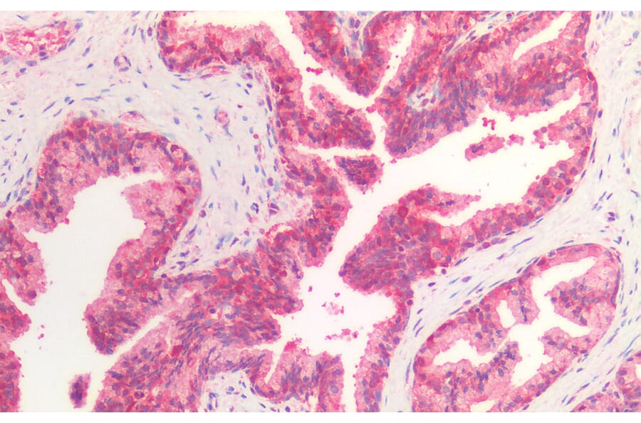 Immunohistochemistry - Anti-Hsc70 Antibody (A83237) - Antibodies.com