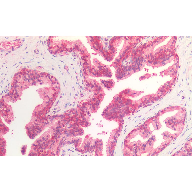 Immunohistochemistry - Anti-Hsc70 Antibody (A83237) - Antibodies.com