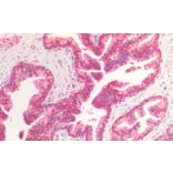 Immunohistochemistry - Anti-Hsc70 Antibody (A83237) - Antibodies.com