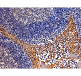 Immunohistochemistry - Anti-Importin 8 Antibody (A83239) - Antibodies.com