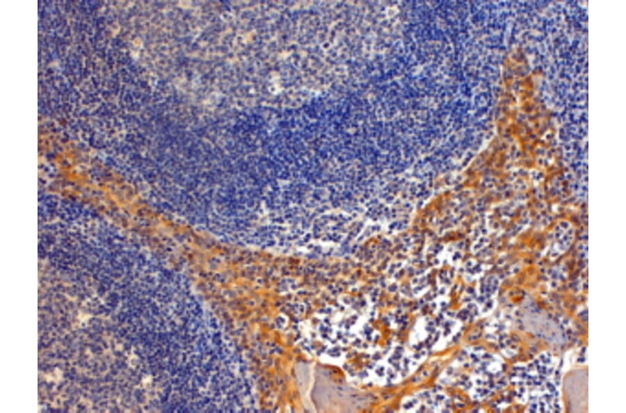 Immunohistochemistry - Anti-Importin 8 Antibody (A83239) - Antibodies.com