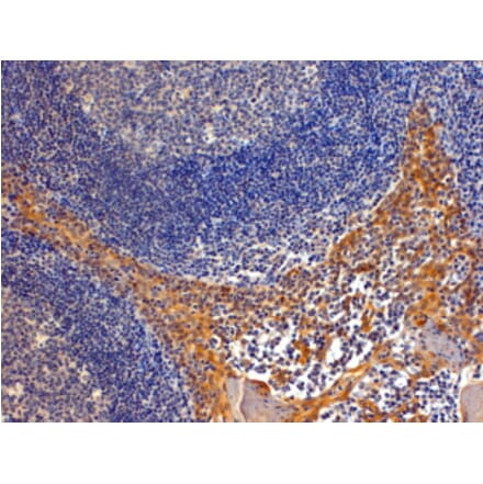 Immunohistochemistry - Anti-Importin 8 Antibody (A83239) - Antibodies.com