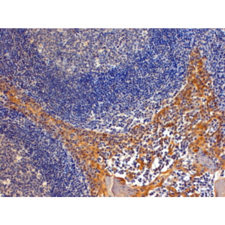 Immunohistochemistry - Anti-Importin 8 Antibody (A83239) - Antibodies.com