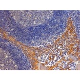 Immunohistochemistry - Anti-Importin 8 Antibody (A83239) - Antibodies.com