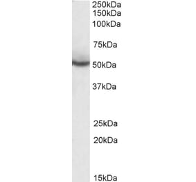 Western Blot - Anti-PPAR delta Antibody (A83241) - Antibodies.com