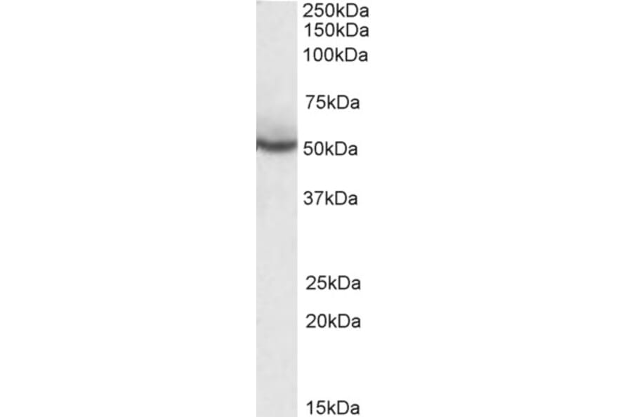 Western Blot - Anti-PPAR delta Antibody (A83241) - Antibodies.com