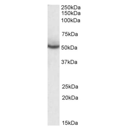 Western Blot - Anti-PPAR delta Antibody (A83241) - Antibodies.com