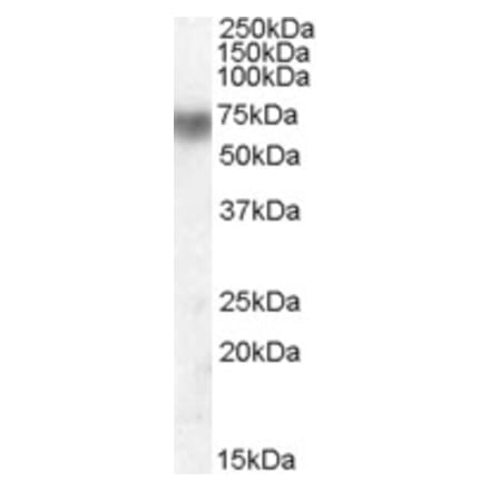 Western Blot - Anti-LPO Antibody (A83242) - Antibodies.com