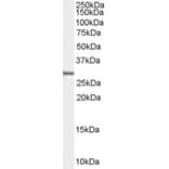 Western Blot - Anti-Syntenin Antibody (A83243) - Antibodies.com