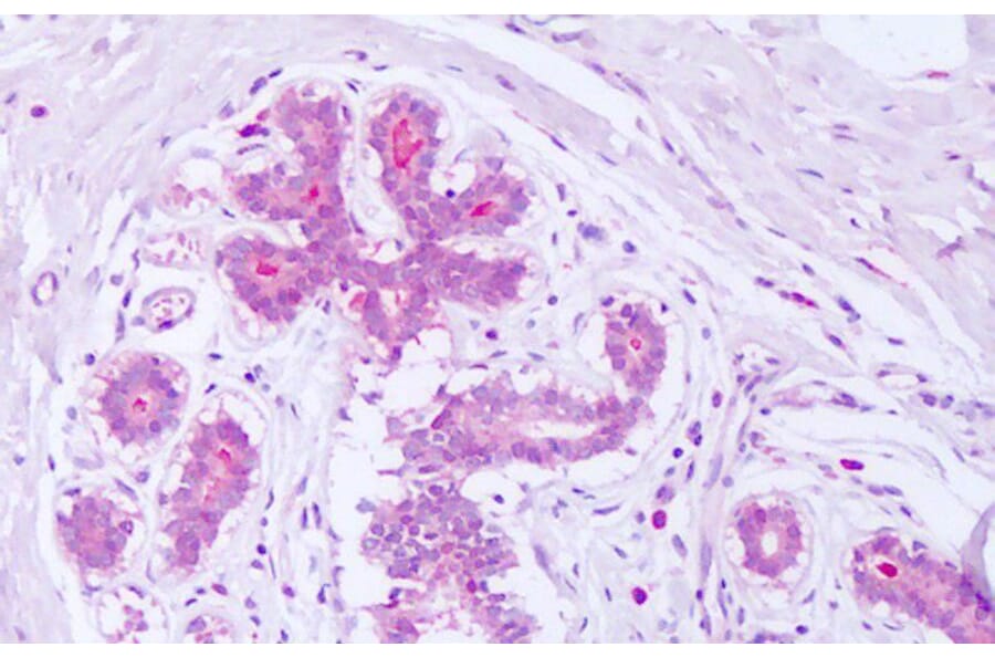 Immunohistochemistry - Anti-Syntenin Antibody (A83243) - Antibodies.com