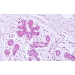 Immunohistochemistry - Anti-Syntenin Antibody (A83243) - Antibodies.com