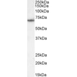 Western Blot - Anti-PCK2 Antibody (A83245) - Antibodies.com