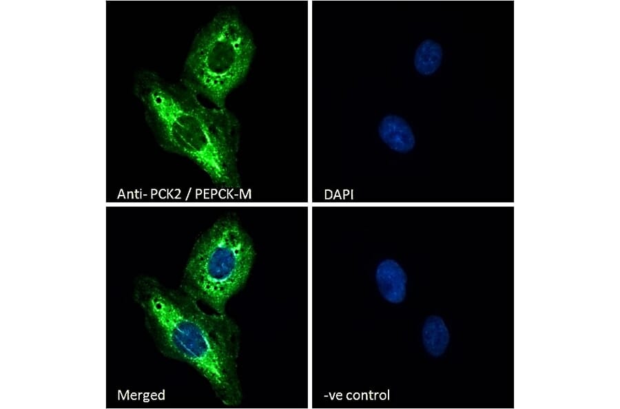 Immunofluorescence - Anti-PCK2 Antibody (A83245) - Antibodies.com
