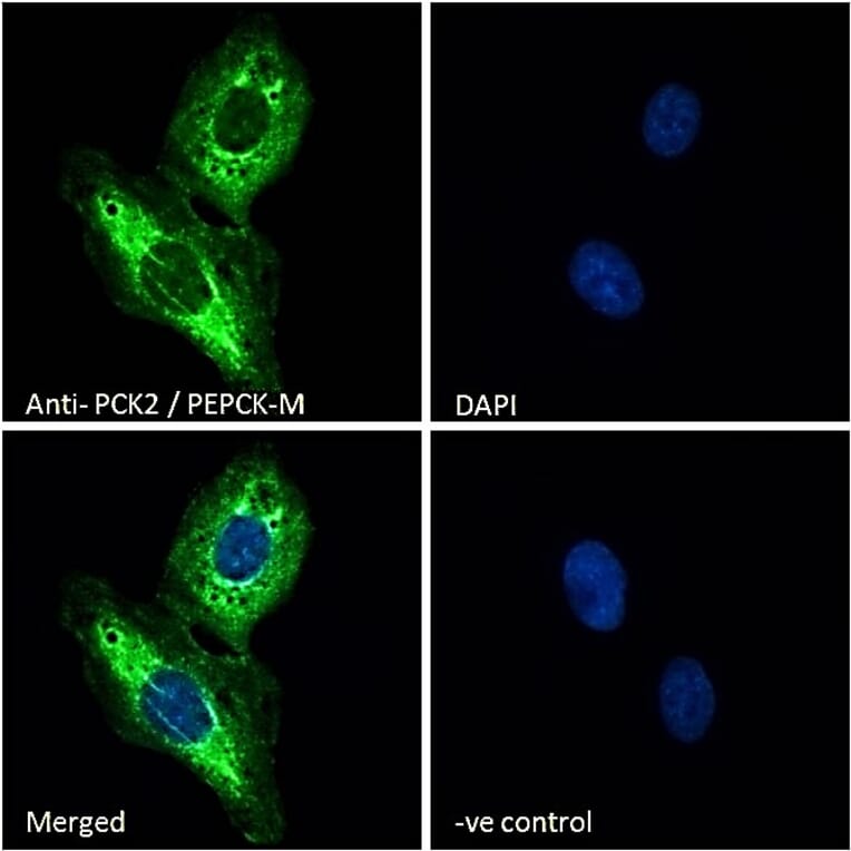 Immunofluorescence - Anti-PCK2 Antibody (A83245) - Antibodies.com