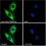 Immunofluorescence - Anti-PCK2 Antibody (A83245) - Antibodies.com