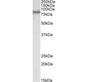 Western Blot - Anti-FACL4 Antibody (A83246) - Antibodies.com