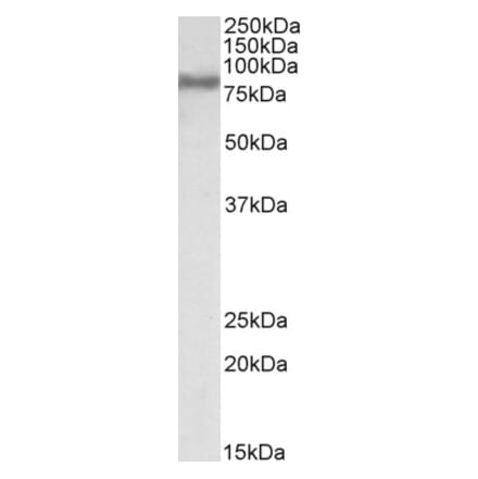 Western Blot - Anti-FACL4 Antibody (A83246) - Antibodies.com