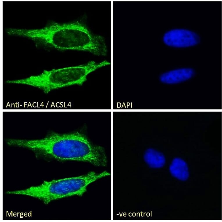Immunofluorescence - Anti-FACL4 Antibody (A83246) - Antibodies.com