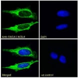 Immunofluorescence - Anti-FACL4 Antibody (A83246) - Antibodies.com