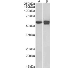 Western Blot - Anti-PLRG1 Antibody (A83247) - Antibodies.com