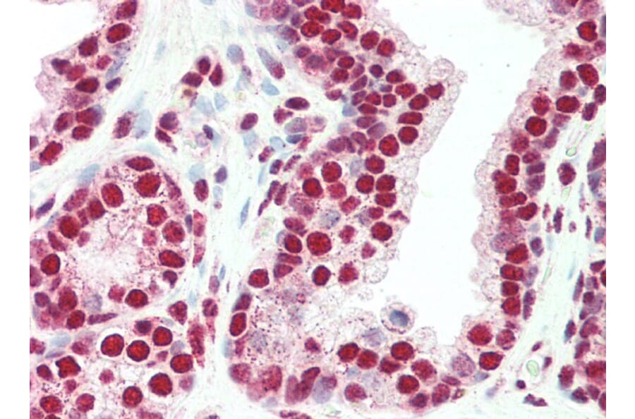 Immunohistochemistry - Anti-PLRG1 Antibody (A83247) - Antibodies.com