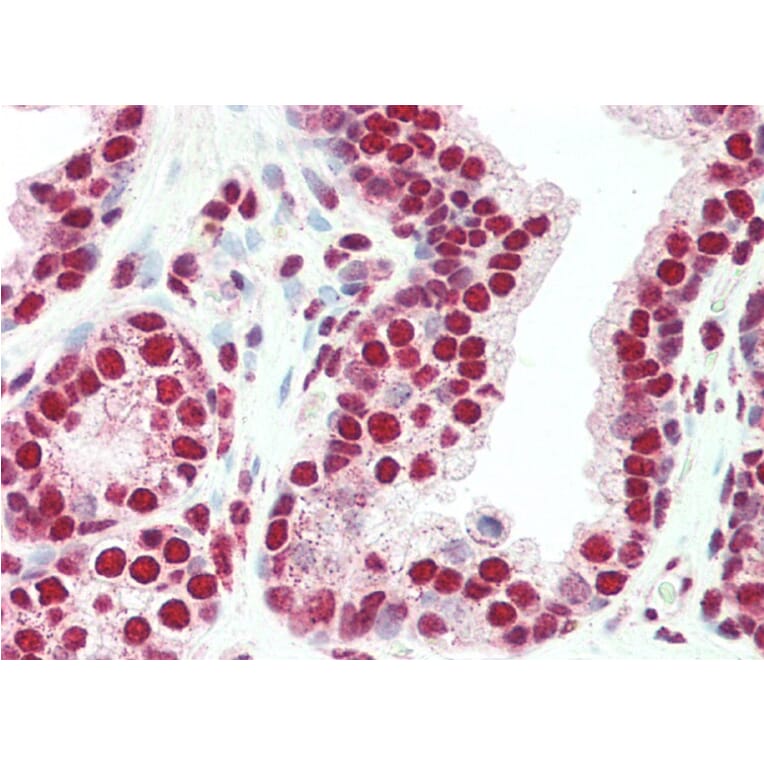 Immunohistochemistry - Anti-PLRG1 Antibody (A83247) - Antibodies.com
