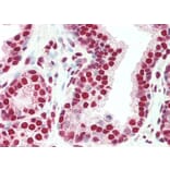 Immunohistochemistry - Anti-PLRG1 Antibody (A83247) - Antibodies.com