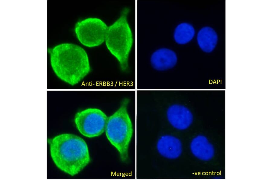 Immunofluorescence - Anti-ErbB3/HER3 Antibody (A83248) - Antibodies.com