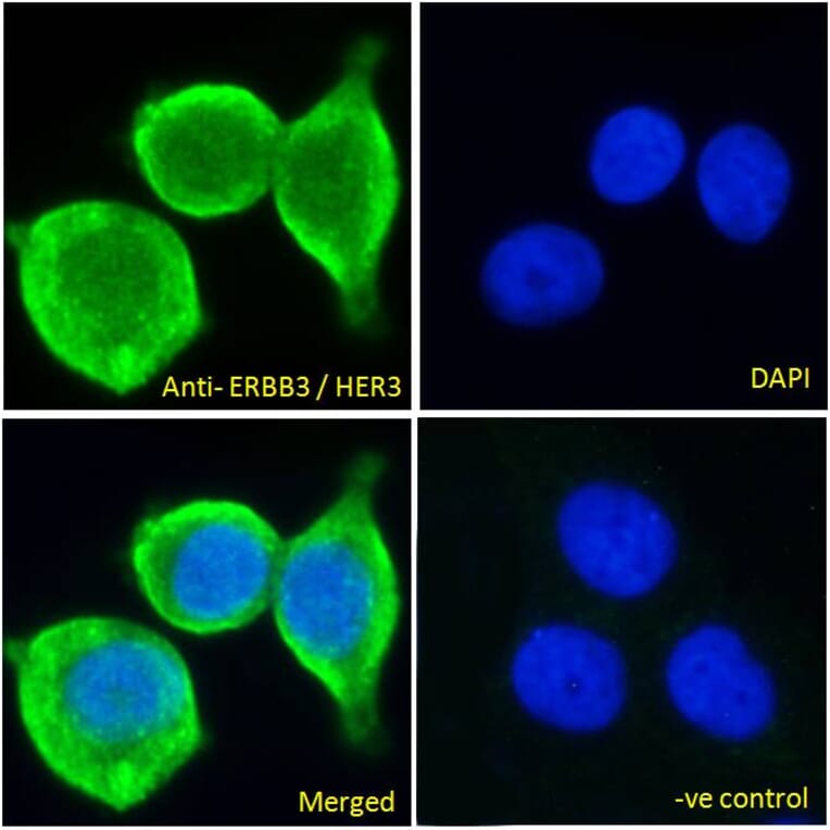 Immunofluorescence - Anti-ErbB3/HER3 Antibody (A83248) - Antibodies.com