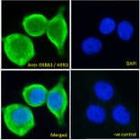 Immunofluorescence - Anti-ErbB3/HER3 Antibody (A83248) - Antibodies.com