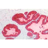 Immunohistochemistry - Anti-Prostate Specific Antigen Antibody (A83249) - Antibodies.com