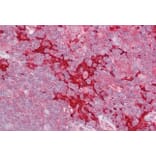 Immunohistochemistry - Anti-MAP4K1/HPK1 Antibody (A83250) - Antibodies.com