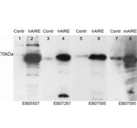 Western Blot - Anti-AIRE Antibody (A83252) - Antibodies.com