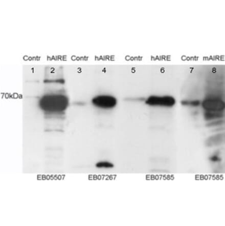 Western Blot - Anti-AIRE Antibody (A83252) - Antibodies.com