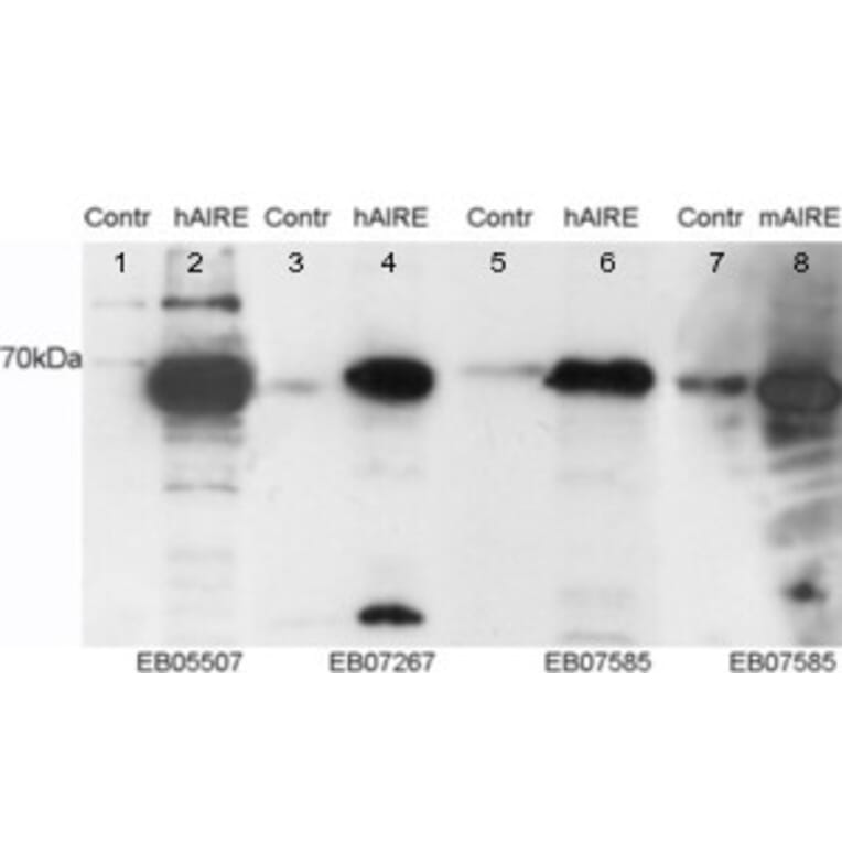 Western Blot - Anti-AIRE Antibody (A83252) - Antibodies.com